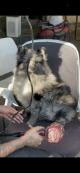 Lost Male Dog last seen Willard ave , San Jose, CA 95126