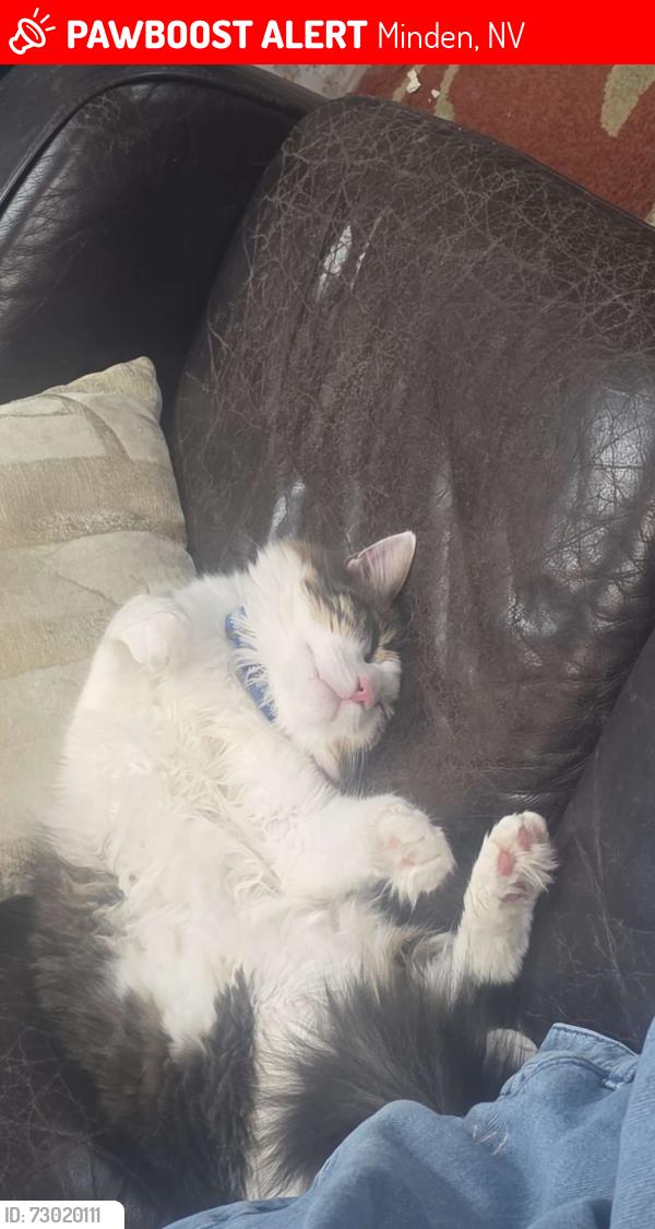 Lost Male Cat last seen Anywhere, Minden, NV 89423