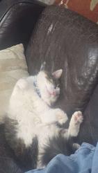 Lost Male Cat last seen Anywhere, Minden, NV 89423