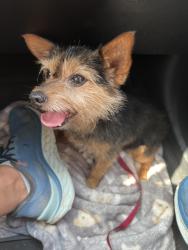 Found/Stray Male Dog last seen Marbach Rd with Camp Light Way near Behlau Elementary School, San Antonio, TX 78245