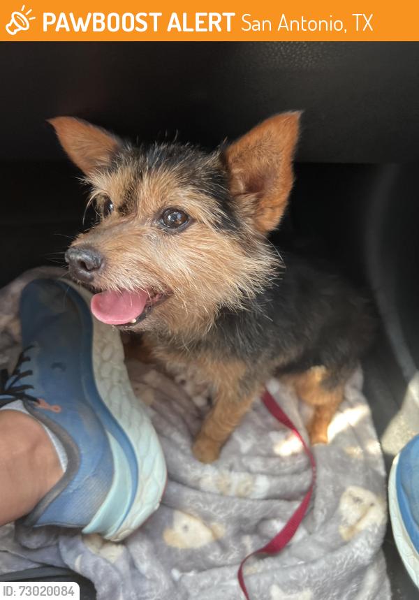 Found/Stray Male Dog last seen Marbach Rd with Camp Light Way near Behlau Elementary School, San Antonio, TX 78245