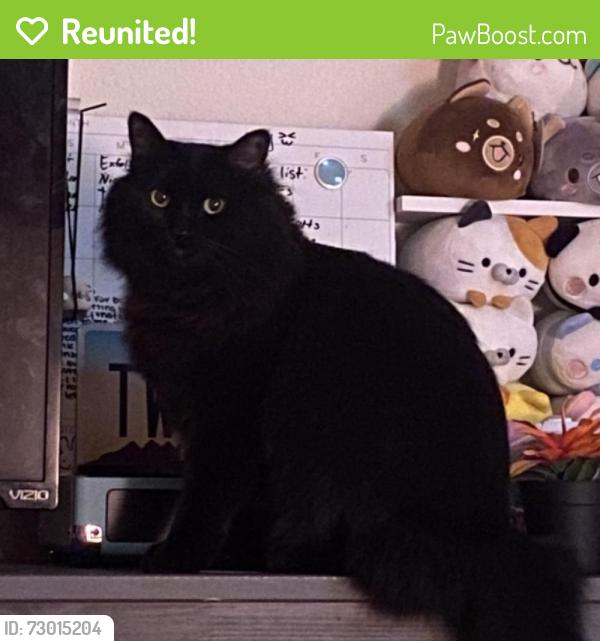 Reunited Female Cat last seen Broadway Rd and Gilbert Rd Vance apmts , Mesa, AZ 85204