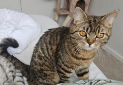 Lost Female Cat last seen Duncarig High School, East Kilbride, Scotland G75