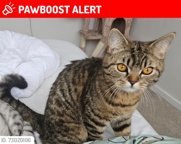 Lost Female Cat last seen Duncarig High School, East Kilbride, Scotland G75