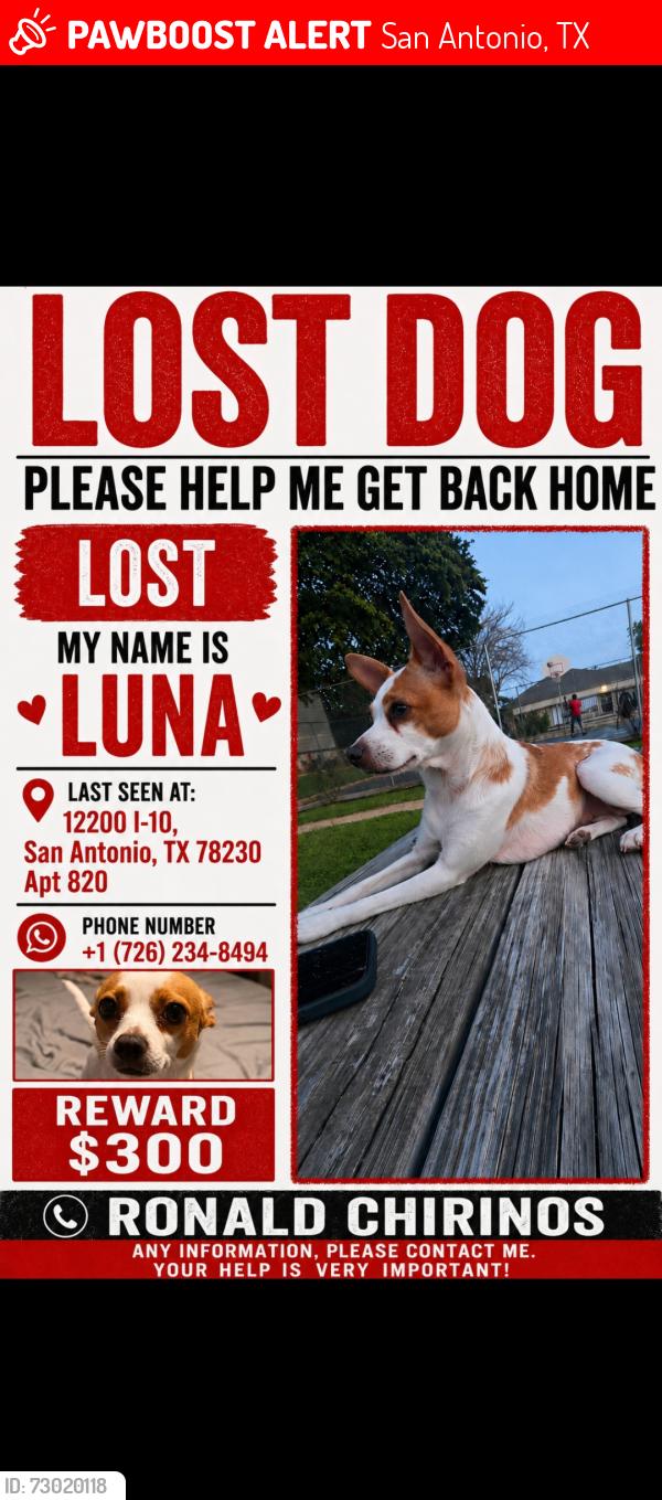 Lost Female Dog last seen Near I 10, San Antonio, TX 78230