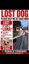 Lost Female Dog last seen Near I 10, San Antonio, TX 78230