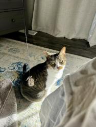 Lost Female Cat last seen Near S. 3000 W, Taylorsville, UT 84129