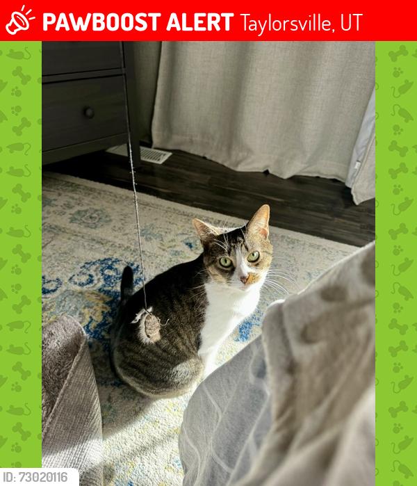 Lost Female Cat last seen Near S. 3000 W, Taylorsville, UT 84129