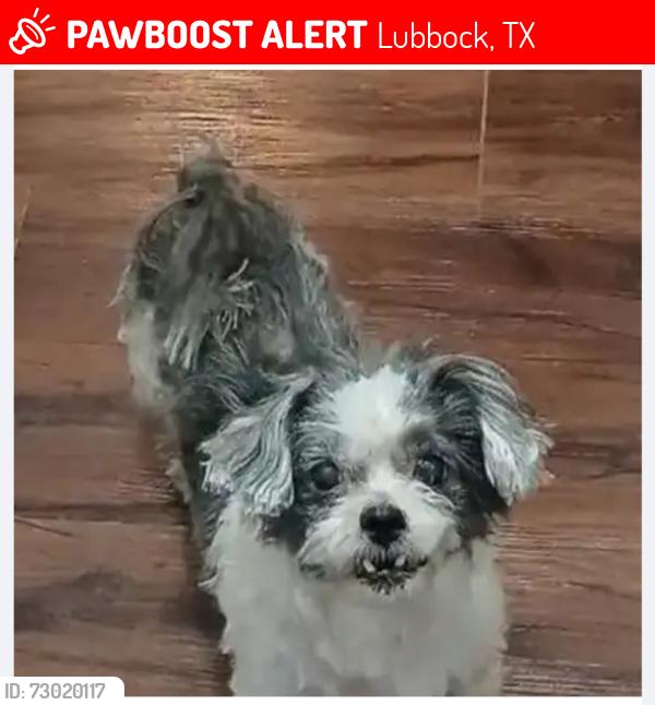 Lost Male Dog last seen 18th Street and La Salle, Lubbock, TX 79416