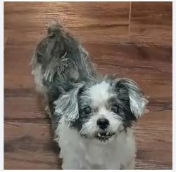 Lost Male Dog last seen 18th Street and La Salle, Lubbock, TX 79416