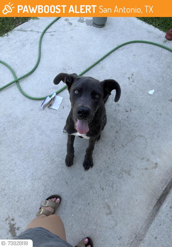 Found/Stray Male Dog last seen toepperwein, San Antonio, TX 78233