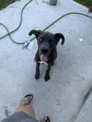 Found/Stray Male Dog last seen toepperwein, San Antonio, TX 78233