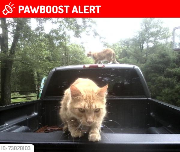 Lost Female Cat last seen Rt 30 and Fuhrman Mill Rd, West Manheim Township, PA 17331