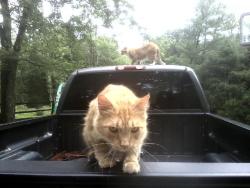 Lost Female Cat last seen Rt 30 and Fuhrman Mill Rd, West Manheim Township, PA 17331