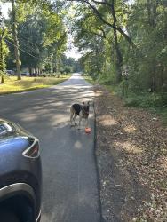 Found/Stray Female Dog last seen Barrington Dr, Raleigh, NC 27610