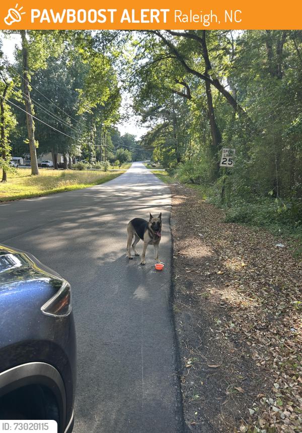 Found/Stray Female Dog last seen Barrington Dr, Raleigh, NC 27610