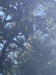 Found/Stray Unknown Bird last seen Outdoor pool and park area, Albuquerque, NM 87116