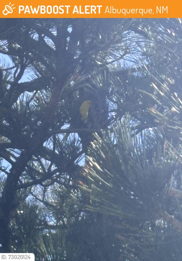 Found/Stray Unknown Bird last seen Outdoor pool and park area, Albuquerque, NM 87116