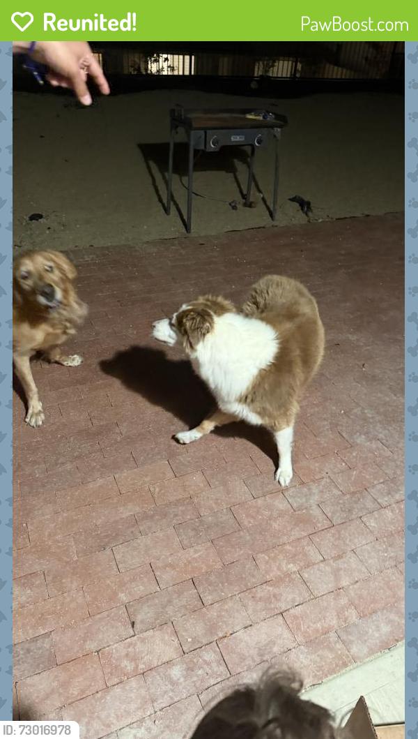 Reunited Female Dog last seen Empressa Cir, Lake Elsinore, Lake Elsinore, CA 92530