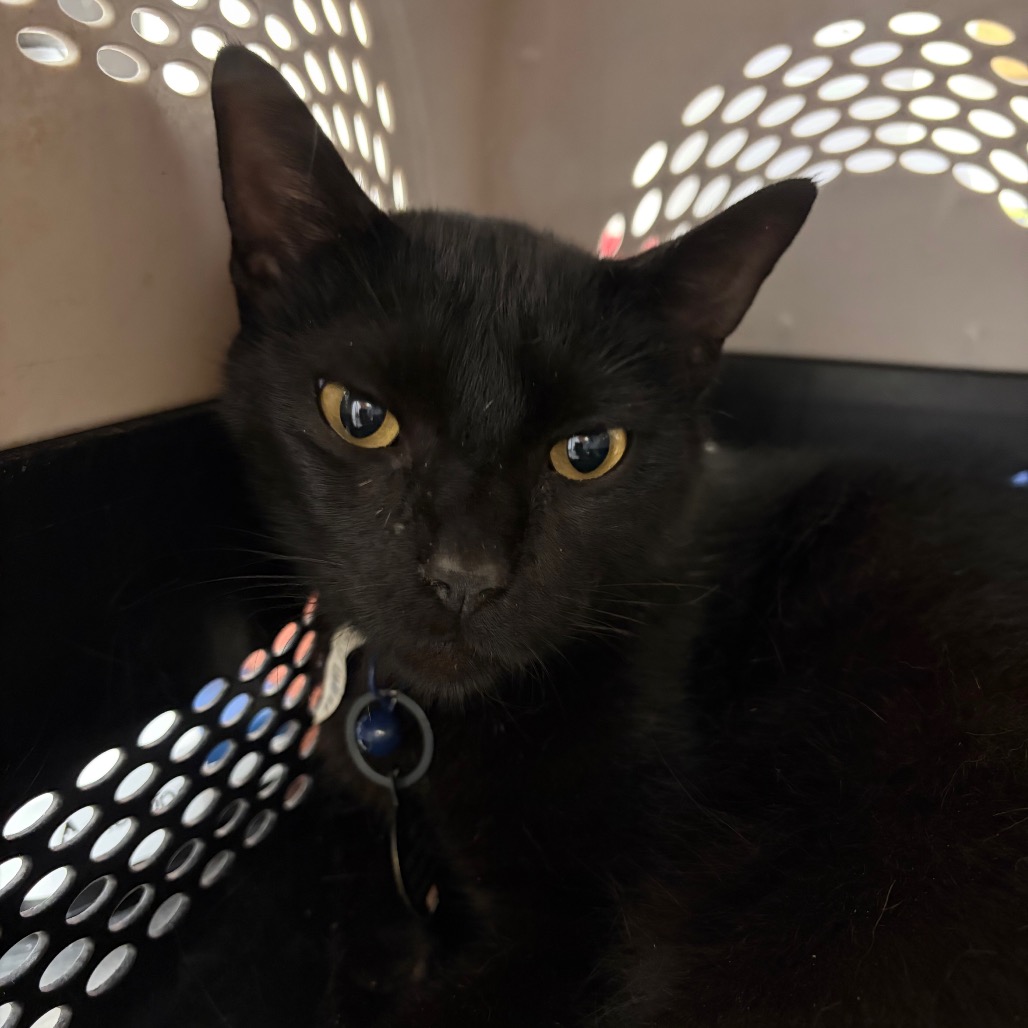 Shelter Stray Male Cat last seen , 141 Canna Ln, Lake Jackson, TX 77566, USA