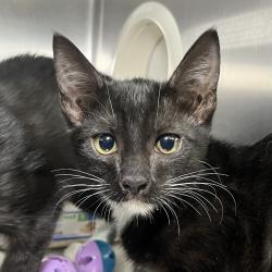 Shelter Stray Female Cat last seen , 4575 E Mesquite Ave, Palm Springs, CA 92264, USA