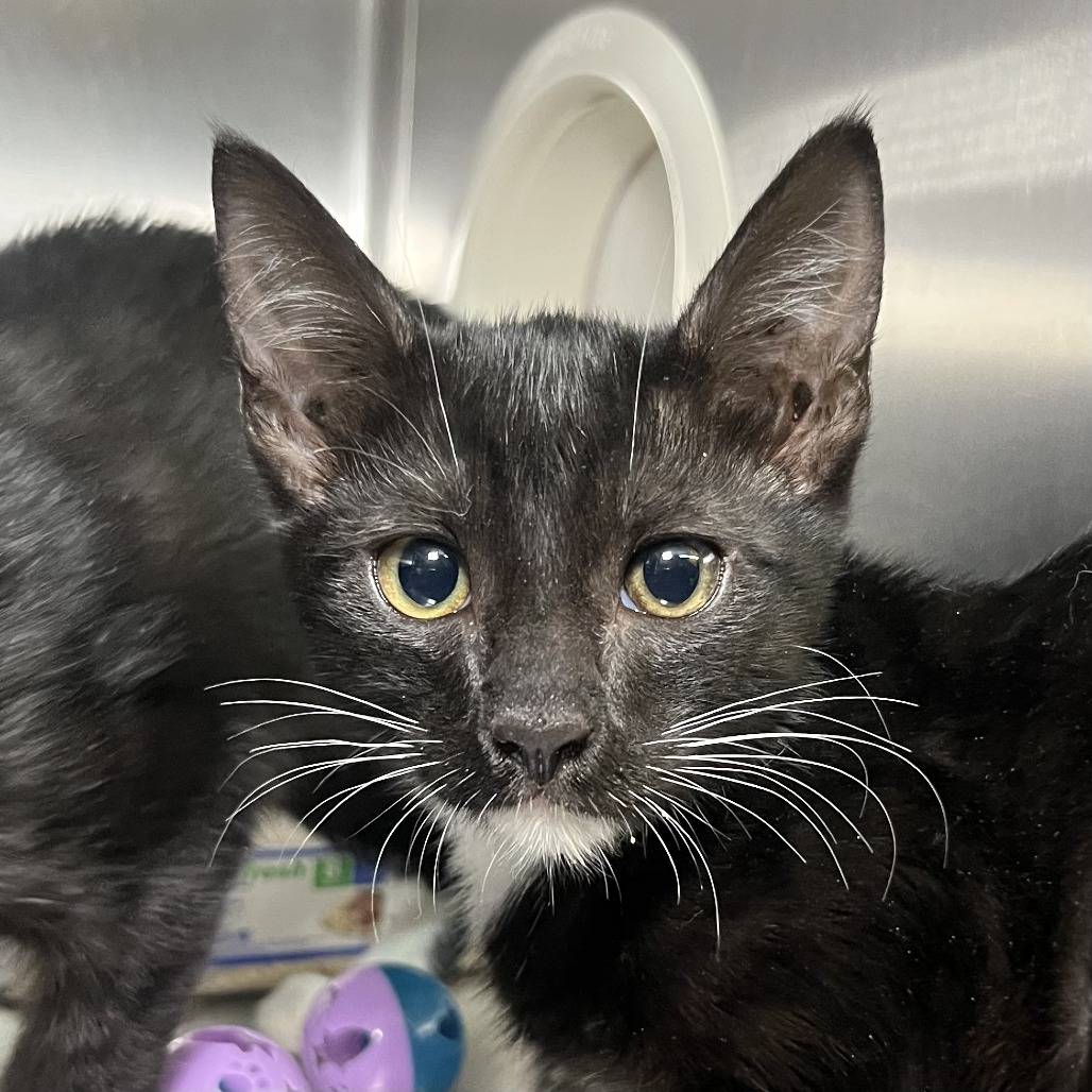 Shelter Stray Female Cat last seen , 4575 E Mesquite Ave, Palm Springs, CA 92264, USA