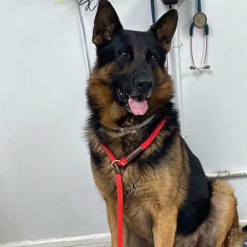 Shelter Stray Male Dog last seen , 12910 Yukon Ave, Hawthorne, CA 90250, USA