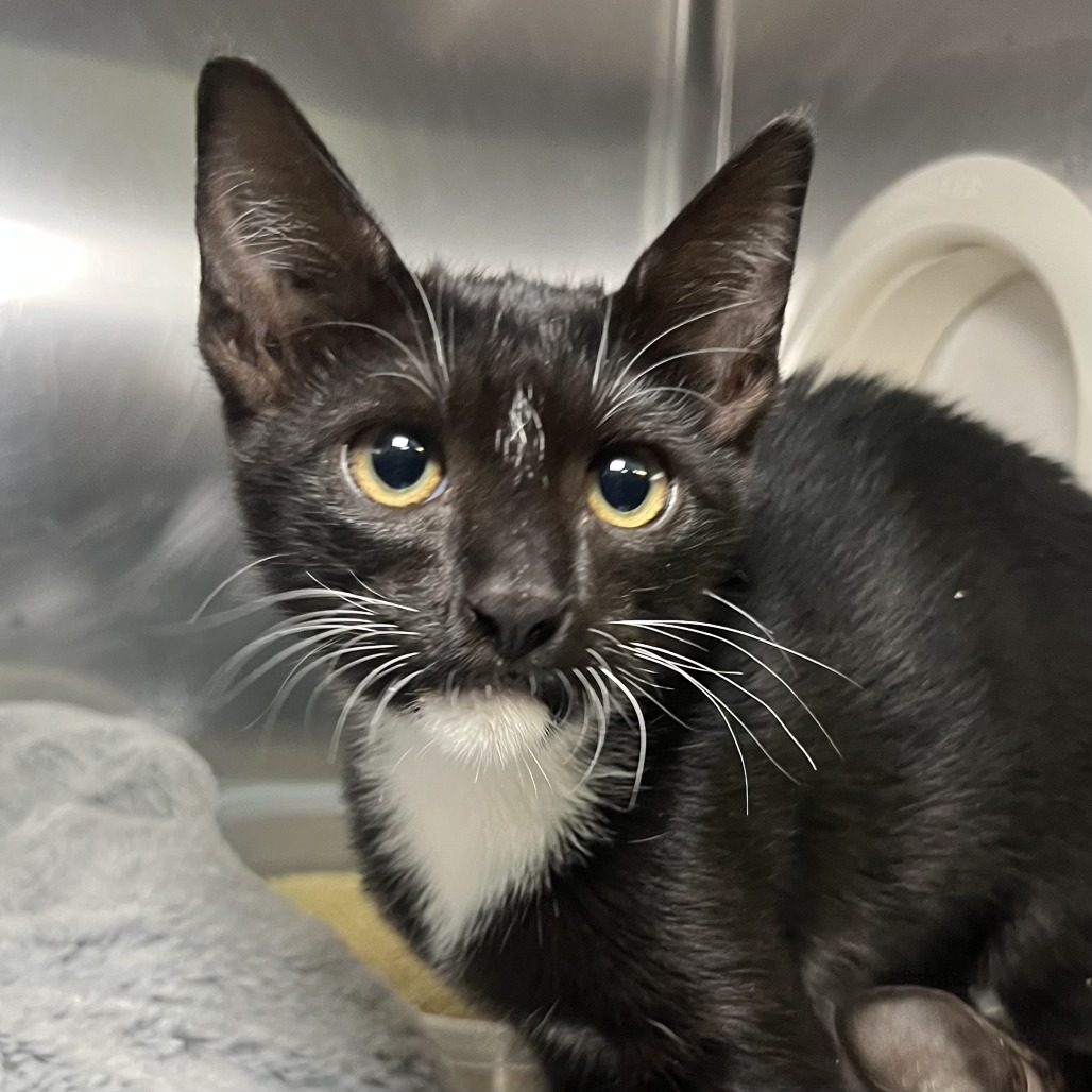 Shelter Stray Female Cat last seen , 4575 E Mesquite Ave, Palm Springs, CA 92264, USA