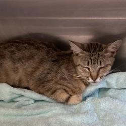Shelter Stray Female Cat last seen , 12910 Yukon Ave, Hawthorne, CA 90250, USA