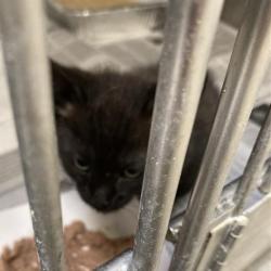 Shelter Stray Male Cat last seen , 12910 Yukon Ave, Hawthorne, CA 90250, USA