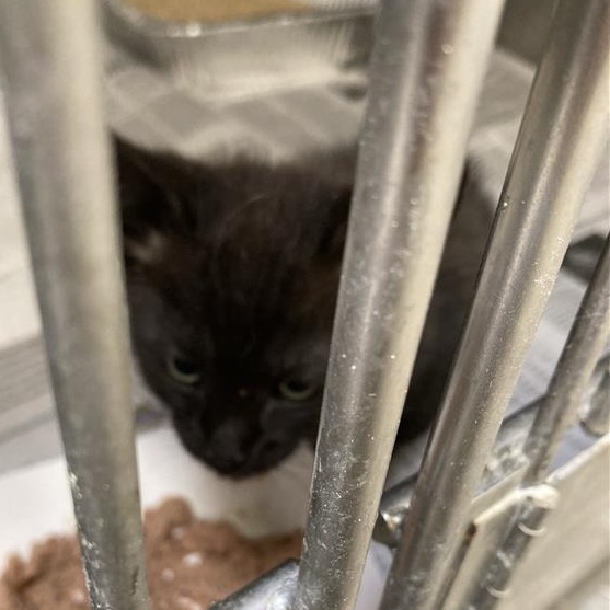 Shelter Stray Male Cat last seen , 12910 Yukon Ave, Hawthorne, CA 90250, USA