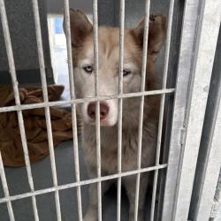 Shelter Stray Unknown Dog last seen , 12910 Yukon Ave, Hawthorne, CA 90250, USA