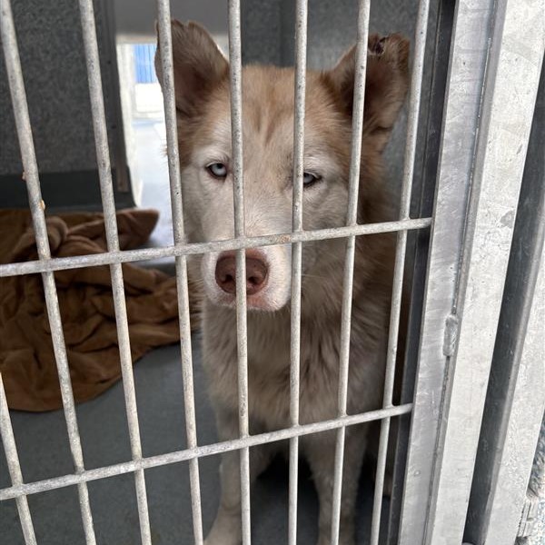 Shelter Stray Unknown Dog last seen , 12910 Yukon Ave, Hawthorne, CA 90250, USA