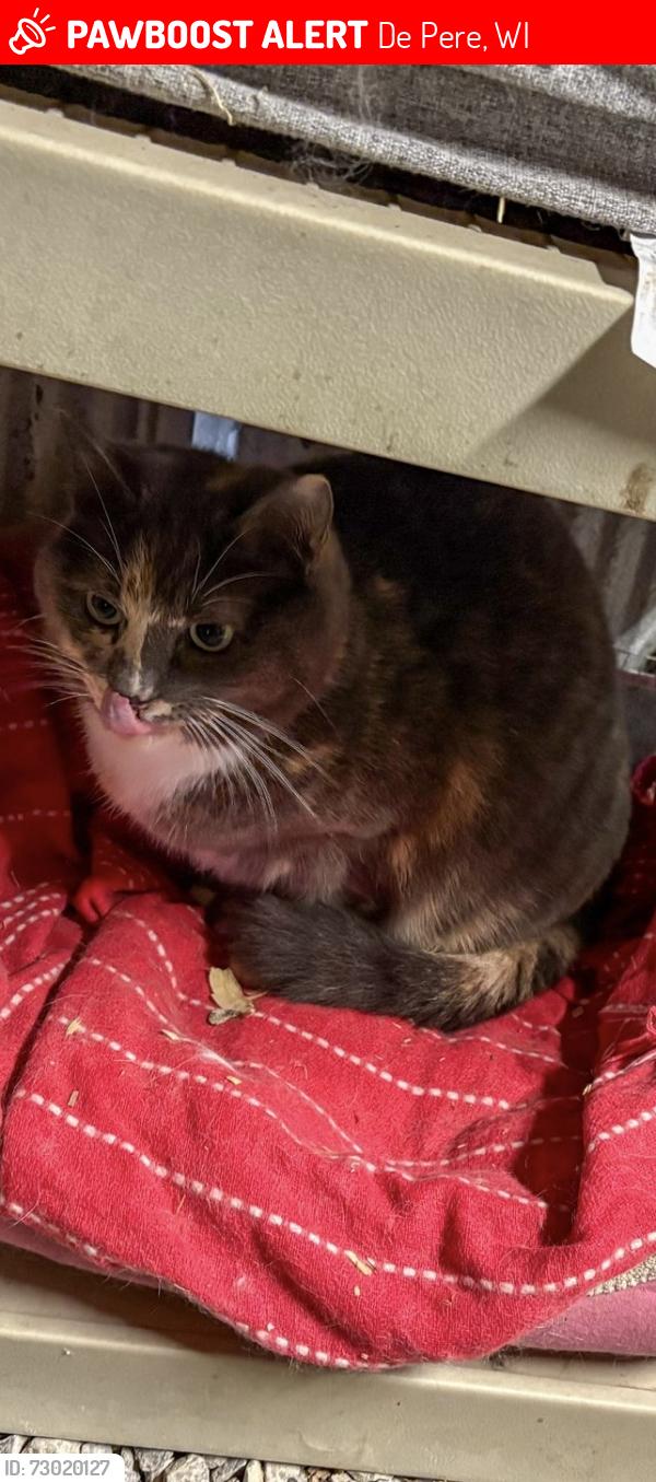 Lost Female Cat last seen ZZ and Moonriver, De Pere, WI 54115
