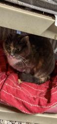 Lost Female Cat last seen ZZ and Moonriver, De Pere, WI 54115