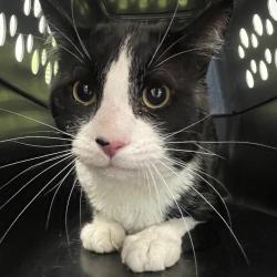 Shelter Stray Male Cat last seen , Animal Care & Control Team of Philly, 111 W Hunting Park Ave, Philadelphia, PA 19140, USA
