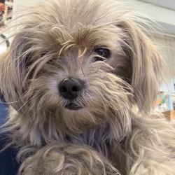 Shelter Stray Unknown Dog last seen , Animal Care & Control Team of Philly, 111 W Hunting Park Ave, Philadelphia, PA 19140, USA