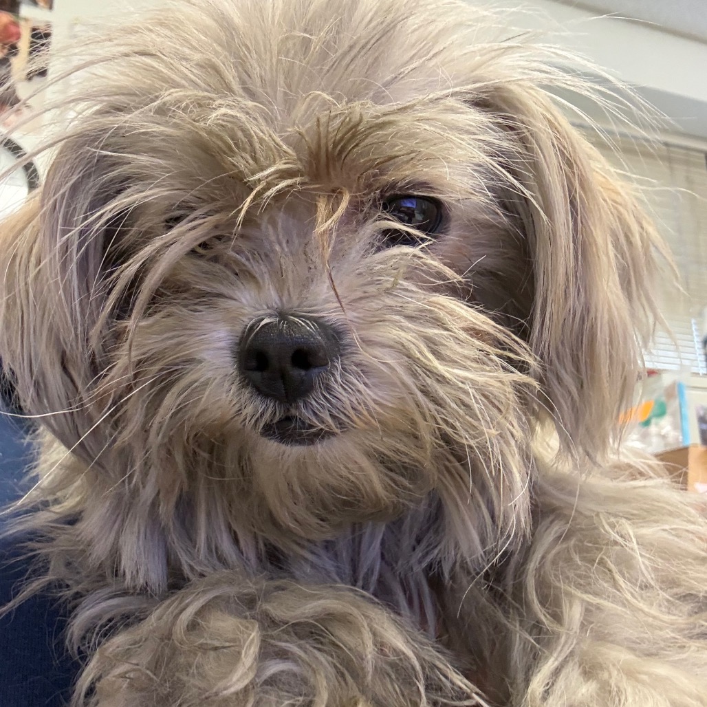 Shelter Stray Unknown Dog last seen , Animal Care & Control Team of Philly, 111 W Hunting Park Ave, Philadelphia, PA 19140, USA