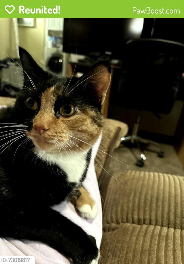 Reunited Female Cat last seen Vine st and 322nd st, Willowick, OH 44095