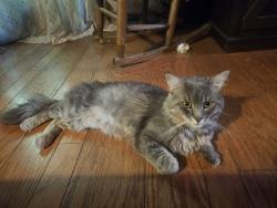 Lost Male Cat last seen Near north up from sand quarry crossing , Brady Township, PA 17060