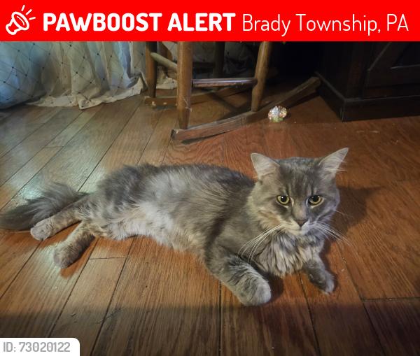 Lost Male Cat last seen Near north up from sand quarry crossing , Brady Township, PA 17060