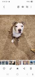 Lost Female Dog last seen york road, Timonium, MD 21093