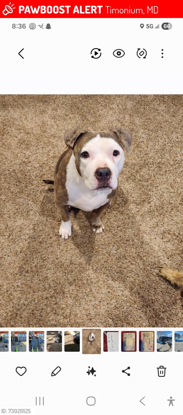 Lost Female Dog last seen york road, Timonium, MD 21093