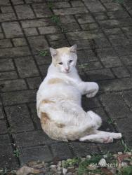 Found/Stray Male Cat last seen Dykes 160th Ave & 28 Street, Miramar, Miramar, FL 33027