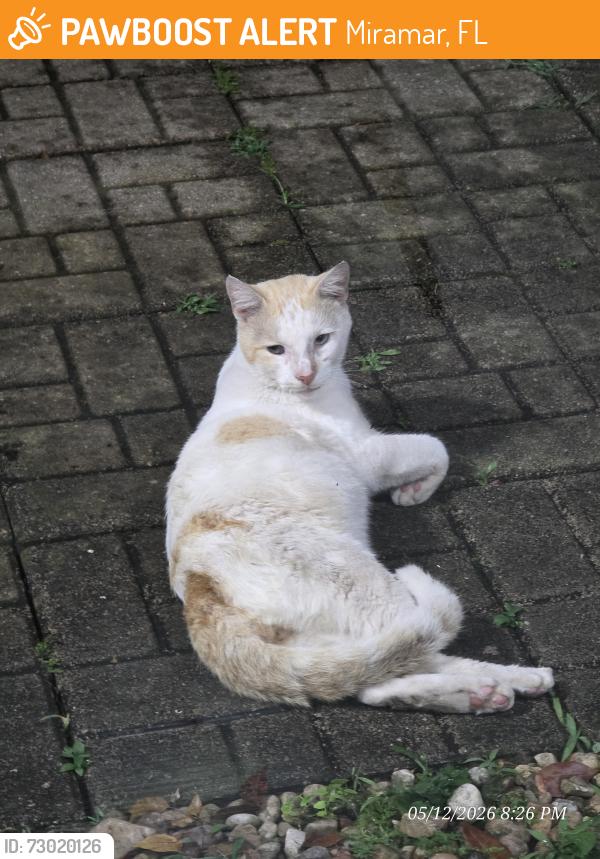 Found/Stray Male Cat last seen Dykes 160th Ave & 28 Street, Miramar, Miramar, FL 33027
