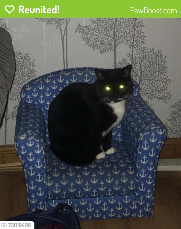 Reunited Female Cat last seen Metchley ests, Harborne, England B17 0LA