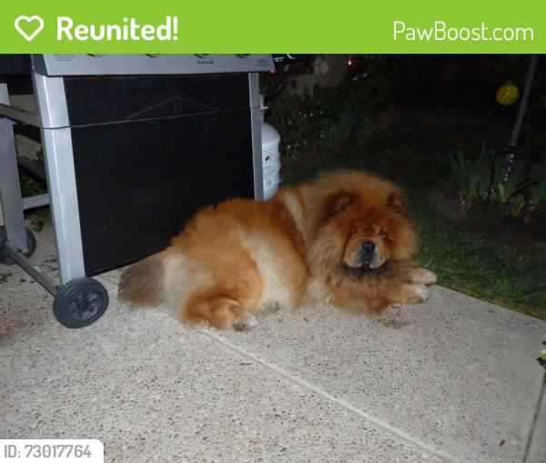 Reunited Male Dog last seen Serrano, Orange, CA 92867