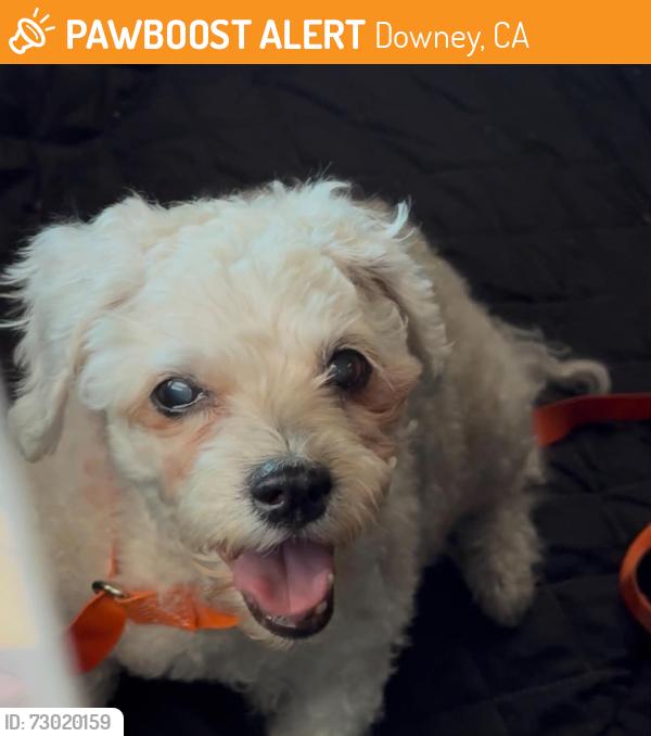 Found/Stray Female Dog last seen Seaaca shelter in Downey, Downey, CA 90241