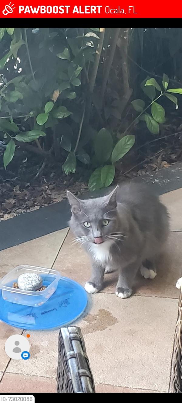 Lost Male Cat last seen SE 26th COURT and SE 33rd STREET Ocala FL 34471, Ocala, FL 34471