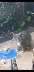 Lost Male Cat last seen SE 26th COURT and SE 33rd STREET Ocala FL 34471, Ocala, FL 34471